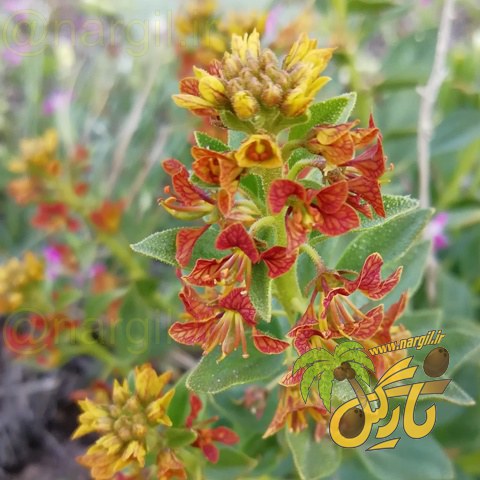 کلئوم - معرفی و خواص گیاهان دارویی